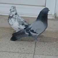 کبوتر اصفهانی