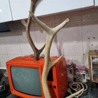 تلویزیون قدیمی سالم|کلکسیون اشیاء عتیقه|علی‌آباد کتول, |دیوار