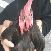 خروس گلین