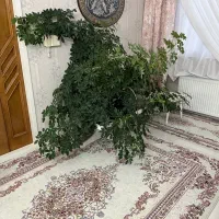 گل طبیعی شفلرا