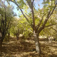 باغ بوانات روستای دوراه