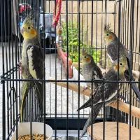 عروس هلندی