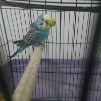 مرغ عشق جوجه و مولد|پرنده|ری, علایین|دیوار