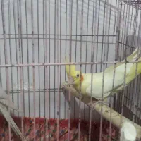 یه جفت طوطی عروس با جوجه