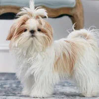 شیتزو سفید عروسکی|سگ|قزوین, |دیوار