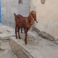 فروش بز|حیوانات مزرعه|اهواز, کوی ملی راه|دیوار