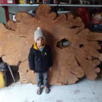 تنه درخت صد ساله برای میز ناهار خوری و کنفرانس