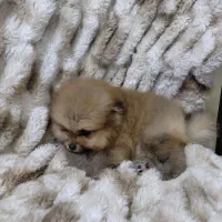 پامر|سگ|تهران, صفا|دیوار