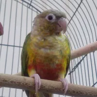 عروس گرینچیک سهره قناری