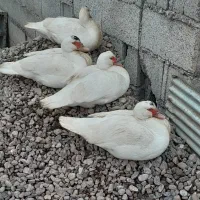اردک اسرائیلی
