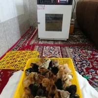 تعمیر و سرویس دستگاه جوجه کشی