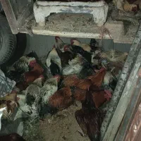 خروس محلی|حیوانات مزرعه|هشتگرد, شهرک وحدت|دیوار