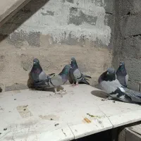 سه جفت کفتر دونسته