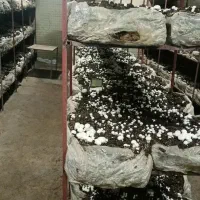 نیازمند کارگر جهت کار در کارگاه قارچ