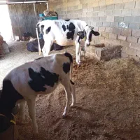 گاو خارجی با گوسالش