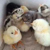 جوجه رسمی زرنگ