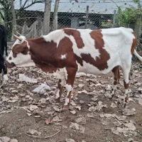 گاو لیشه مونت بیلیارد