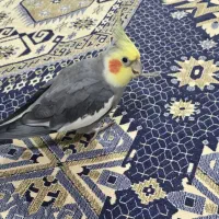 عروس هلندی گمشده در بروجرد