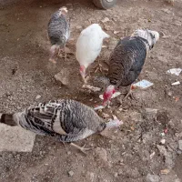 بوقلمون طبیعی دوتا نر دوتا ماده|پرنده|دره رود, |دیوار