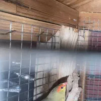 فنچ اروپایی|پرنده|تهران, کوی بیمه|دیوار