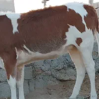 گوساله ماده  یکساله سمینتال