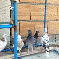 کبوتر دونه ای 150|پرنده|بندر ترکمن, |دیوار