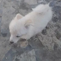 سگ پامر|سگ|مشهد, ویلاشهر|دیوار