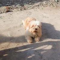 سگ شیتزو|سگ|نیشابور, شهرک رضوی|دیوار