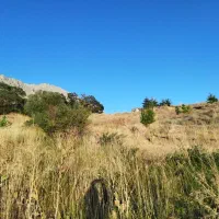 مکان برای زنبور عسل