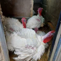 ۷عدد بیوتی محلی|حیوانات مزرعه|سقز, |دیوار