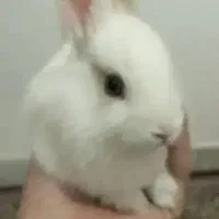 بچه خرگوش دستی آروم