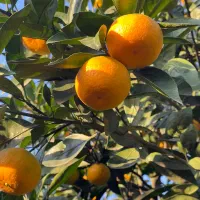 نارنگی درجه یک