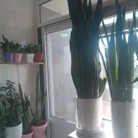 گل سانسوریا