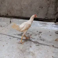 جوجه لاری دو رگه