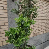 درختچه یاس هلندی باگلدان