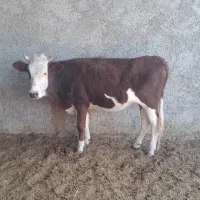 گاو .نوبر.تلیسه. گوساله ماده