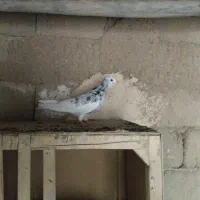 کبوتر کبوتر|پرنده|شاهین دژ, |دیوار
