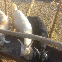 کهره نر چاق