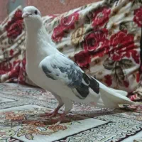 گمشده