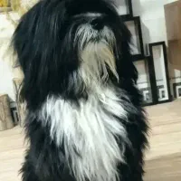 سگ پاکوتاه نژاد تریر|سگ|قم, صفاشهر|دیوار