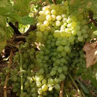 باغ|فروش زمین و ملک کلنگی|زرنه, |دیوار