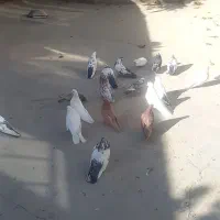 کبوتر نوک کوتاه|پرنده|خرقان, |دیوار