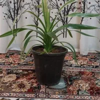 150تا گلدون ساده مشکی