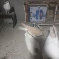 ساده زرد|پرنده|مشهد, انصار|دیوار