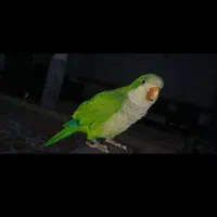گمشده