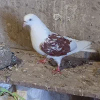 کبوتر پرشی