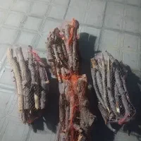 چوب بسته بندی در محدوده شاندیز