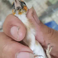 سهره چونه خطی سفید نر