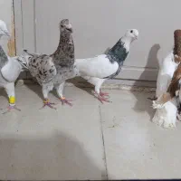 کبوتر جفتی و پرشی