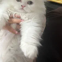 پرشین هیمالین دو ماهه